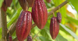 Benefits of Cacao on Your Health 2022